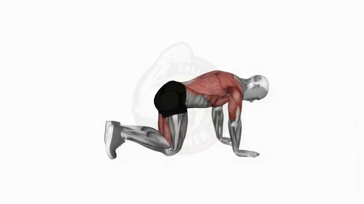 Animation de la technique du bird-dog en gainage quadrupédique