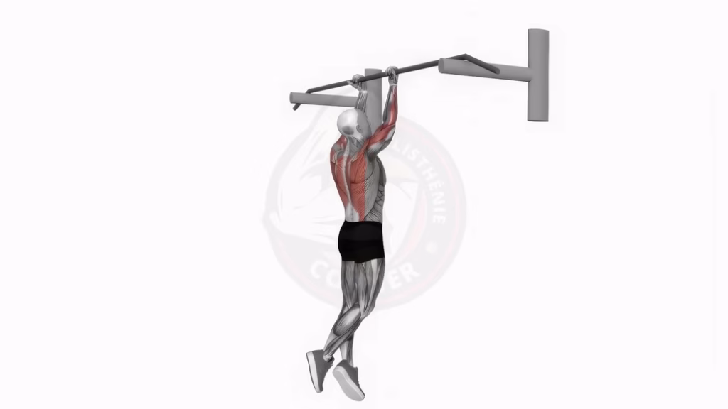 Pull up ou chin up : quelle traction choisir pour un dos musclé ?