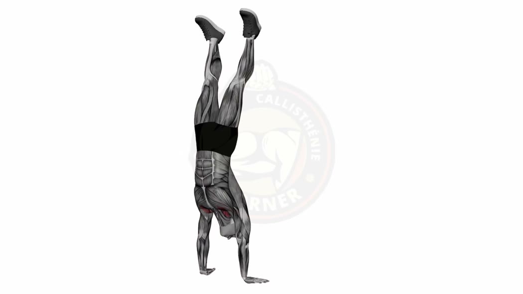 Animation du handstand - équilibre sur les mains en callisthénie