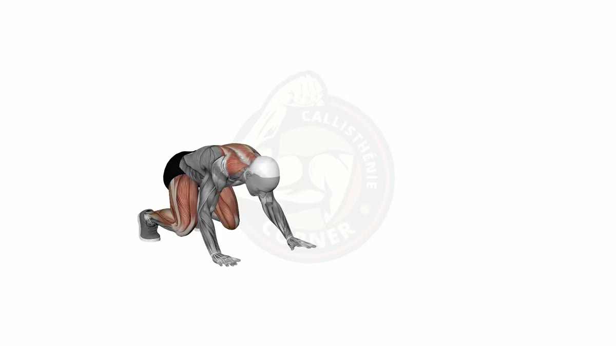 Animation de la marche de l'ours - planche de l'ours en déplacement