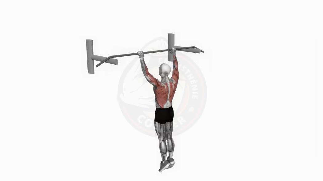 muscle-up animé
