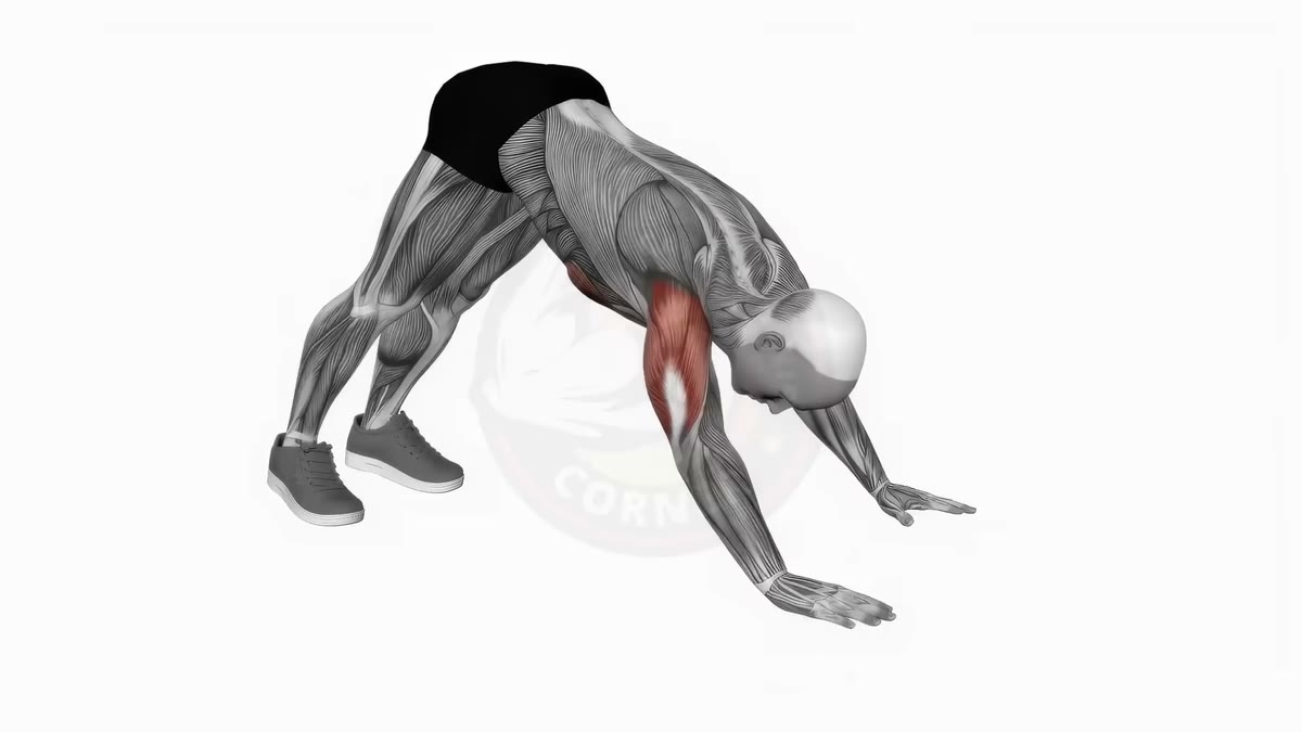 Animation d'une pompe pike, le prérequis du handstand push-up